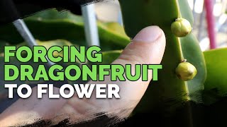 How to Grow Dragonfruit Part 3 Inducing Flowering [upl. by Eniale]