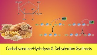 Hydrolysis and Dehydration Synthesis [upl. by Kenzi]