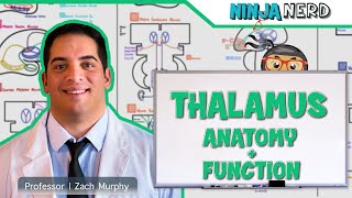 Neurology  Thalamus Anatomy amp Function [upl. by Etnuahc703]