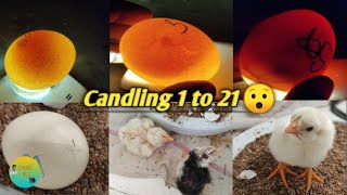 Chicken egg candling day 1 to 21egg hatching [upl. by Fax]