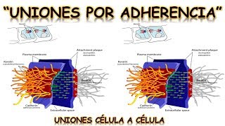 UNIONES POR ADHERENCIA  UNIÓN CÉLULA A CÉLULA  BIOLOGÍA  MediCiencia [upl. by Arria]