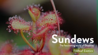 Sundews  The Sticky and Carnivorous World of Droseras [upl. by Kcinemod542]