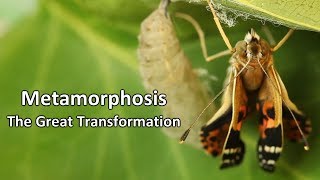 Metamorphosis  The Great Transformation [upl. by Annahtur]