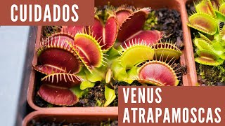 Hablemos de Dionaea muscipula  Cuidados de Venus atrapamoscas  Carnivorous Land [upl. by Eben]