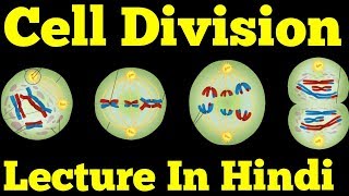 Cell Division amp Cell Cycle Hindi Mitosis Meiosis Amitosis [upl. by Ecyor928]