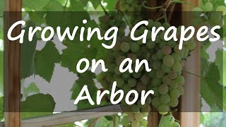 Growing Grapes on an Arbor [upl. by Shanly]