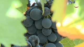 Aranda de Duero y Rueda aspiran a convertirse en la Ciudad Europea del Vino en 2020 [upl. by Brocklin]