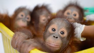 Baby Orangutan Bedtime at the BOS Nyaru Menteng Baby House [upl. by Ahseyd]