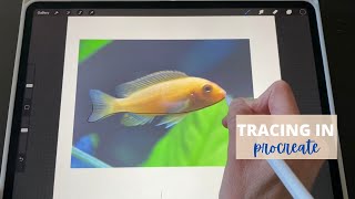 Tracing a photo in Procreate how To step by step Tutorial [upl. by Charmian149]