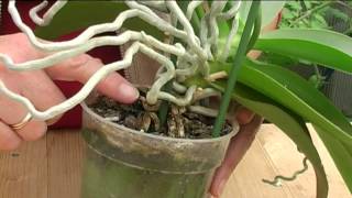 How to Grow Orchids [upl. by Attlee]