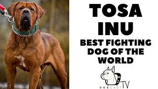 Tosa Inu dog breed  The Japanese figting dog DogCastTV [upl. by Alphonsa]