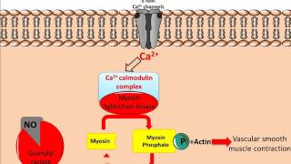 Mechanism of Glyceryl Trinitrate GTN [upl. by Nilats]