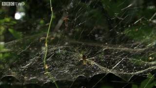 HD Spider Web Fishing  South Pacific  BBC [upl. by Kaylee]