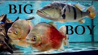 Wharf Aquatics Part 3 RARE amp UNUSUAL Wide Bar Silver Dollar Giant Tinfoil Barbs Peacock Bass Cichlid [upl. by Ecnerat]