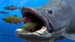 NEW GIANT ARAPAIMA EATS EVERYTHING WHOLE  Fish Feed Grow [upl. by Aloek]