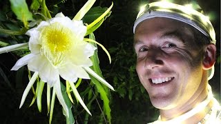 How to Hand Pollinate DRAGON FRUIT [upl. by Seem]