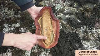 Pillar Point Gumboot Chiton [upl. by Niaz]