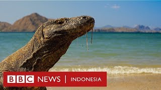 Haruskah Pulau Komodo ditutup dan dibiarkan tanpa manusia  BBC News Indonesia [upl. by Lebiram162]