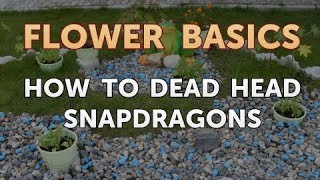 How to Dead Head Snapdragons [upl. by Longawa]