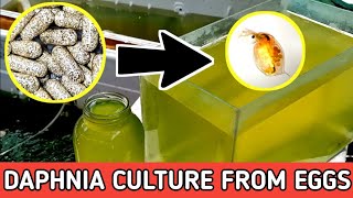 HOW TO HATCH DAPHNIA EGGS  HOW TO CULTURE DAPHNIA [upl. by Ydnis]