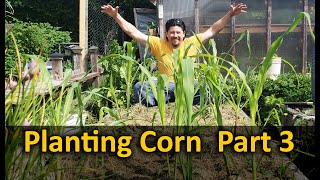 Growing Corn  Part 3 Planting [upl. by Vinnie]