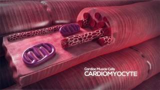 How the Heart Works Video Cardiomyocyte [upl. by Aneekahs]