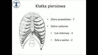 Klatka piersiowa wstęp PL [upl. by Enattirb]