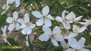 Mexican Orange blossom Choisya ternata [upl. by Lacym]