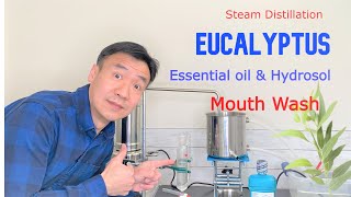 Making Eucalyptus Essential Oil and Hydrosol by Steam Distillation Benefits of Eucalyptol Mouthwash [upl. by Danica]