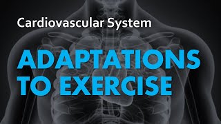 Adaptations to Exercise  Cardiovascular System 07  Anatomy amp Physiology [upl. by Torray240]