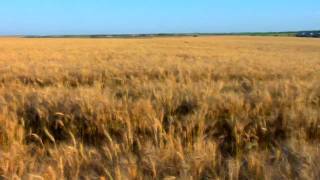 The Great American Wheat Harvest [upl. by Babcock]