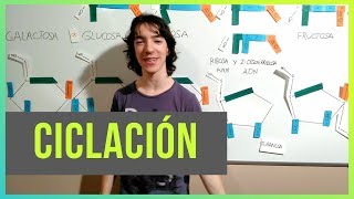 Ciclación de Glúcidos [upl. by Cortney868]