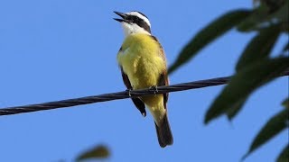 Great Kiskadee Calling and Feeding [upl. by Godden]