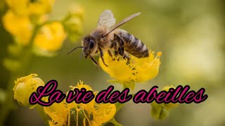 La vie des abeilles [upl. by Yrebmik37]