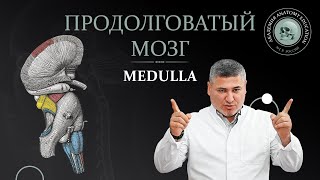 Продолговатый мозг Medulla [upl. by Arodoeht]