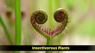 Heterotrophic Plants  Saprophytic  Parasitic  Insectivorous plants [upl. by Marka]