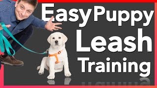 How to Leash Train your Puppy [upl. by Brodench]