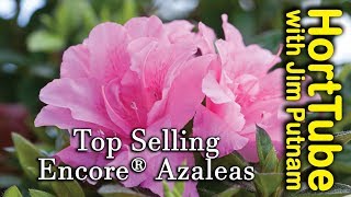 Top 10 Encore® Azaleas  Repeat Flowering Azaleas [upl. by Neeloj867]