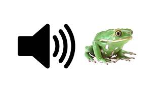 Frog Croaking  Sound Effect  ProSounds [upl. by Ahsian]