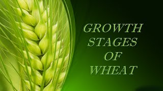 Stages of Growth in Wheat [upl. by Sirkin]