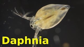 Daphnia [upl. by Erbua502]