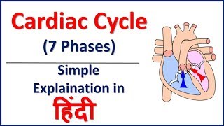 Cardiac Cycle 7 Phases Simple Explaination in Hindi  Bhushan Science [upl. by Nnaeel]