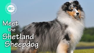 Meet the Shetland Sheepdog [upl. by Nomelihp]