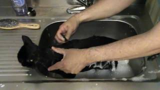 The Best Cat Bath Video You Will Ever Watch [upl. by Noffets]