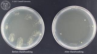 Preventing Coronavirus Hand Washing vs Hand Sanitizer [upl. by Nanor]