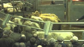 CCM Auctions Skipton Store Cattle Sale Wednesday 7th January 2015 [upl. by Acisej]