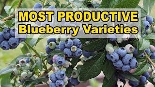 Most Productive Blueberry Varieties [upl. by Mueller]