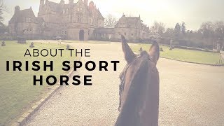 About the Irish Sport Horse [upl. by Hoskinson266]