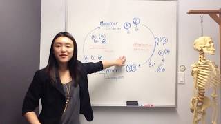 Chapter 2B Part 3  Dehydration Synthesis amp Hydrolysis [upl. by Cruickshank]