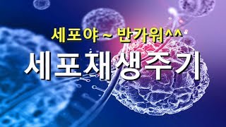 세포의 수명ㅣ세포의 재생주기 ㅣ 소우주ㅣ세포의 세계와 별의 세계 [upl. by Durham175]